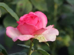 Edelrose 'Walzertraum' -Deutschland Garten Funk Verkaufs-Shop edelrose walzertraum m005620 w 0