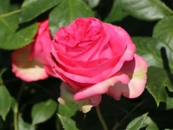 Edelrose 'Walzertraum' -Deutschland Garten Funk Verkaufs-Shop edelrose walzertraum m005620 w 1