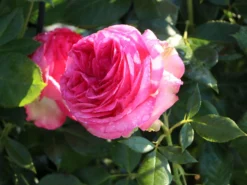 Edelrose 'Walzertraum' -Deutschland Garten Funk Verkaufs-Shop edelrose walzertraum m005620 w 2