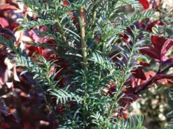 Eibe 'Höpken's Gigant' -Deutschland Garten Funk Verkaufs-Shop eibe hoepkens gigant m066185 w 1