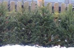 Eibe -Deutschland Garten Funk Verkaufs-Shop eibe m000601 456086 0