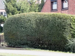 Eibe -Deutschland Garten Funk Verkaufs-Shop eibe m000601 w 0