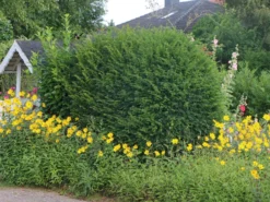 Eibe -Deutschland Garten Funk Verkaufs-Shop eibe m000601 w 3