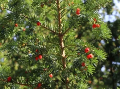 Eibe -Deutschland Garten Funk Verkaufs-Shop eibe m000601 w 6