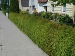 Eibe -Deutschland Garten Funk Verkaufs-Shop eibe taxus m000601 w 0