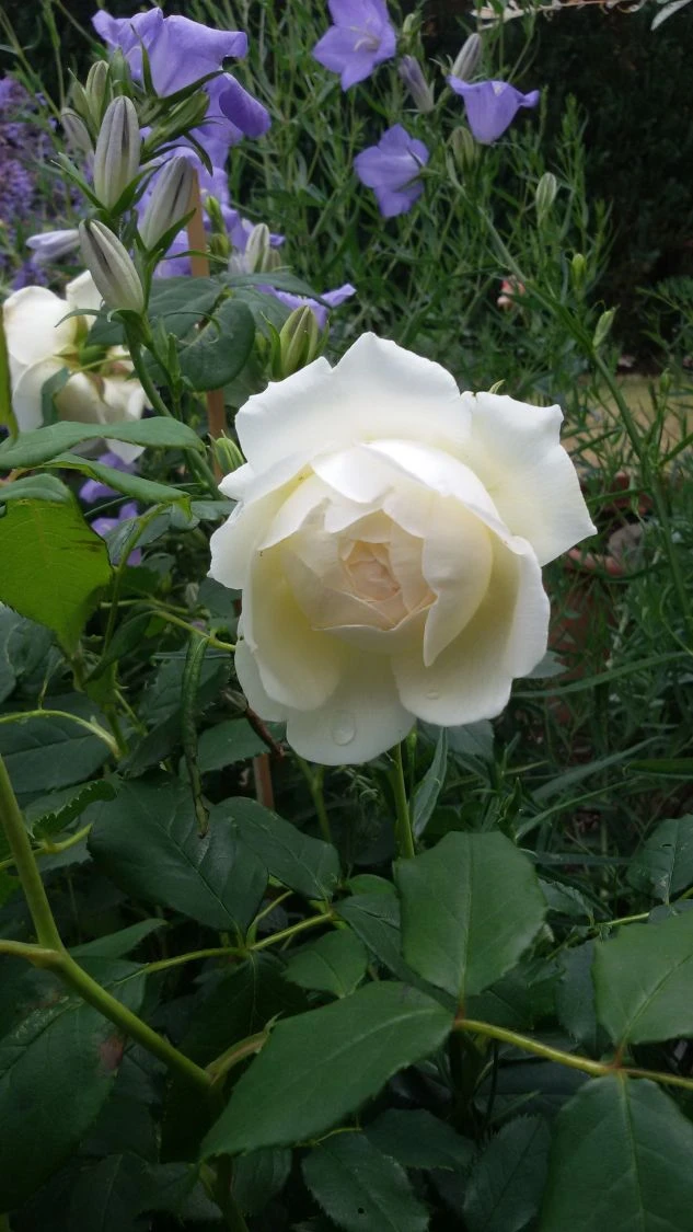 Englische Rose 'Claire Austin' 11 Englische Rose 'Claire Austin' – Bild 11