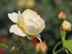 Englische Rose 'Claire Austin'