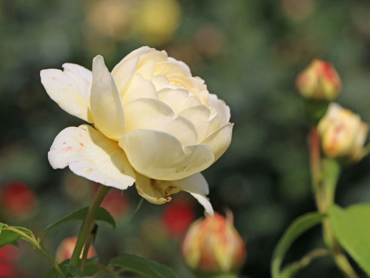 Englische Rose 'Claire Austin' 1 Englische Rose 'Claire Austin'