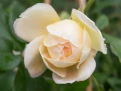 Englische Rose 'Claire Austin' 19 Englische Rose 'Claire Austin' -Deutschland Garten Funk Verkaufs-Shop englische rose claire austin m052728 w 0