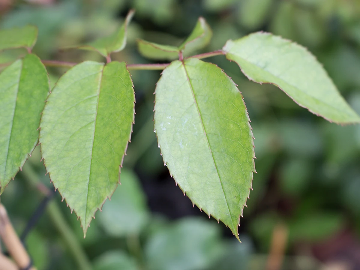 Englische Rose 'Claire Austin' 10 Englische Rose 'Claire Austin' – Bild 10