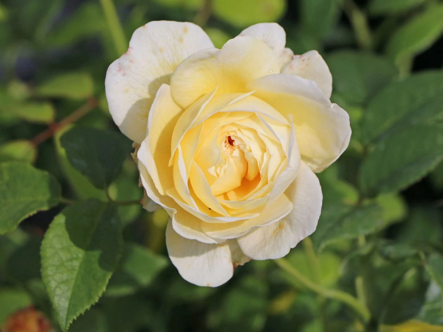 Englische Rose 'Claire Austin' 7 Englische Rose 'Claire Austin' – Bild 7