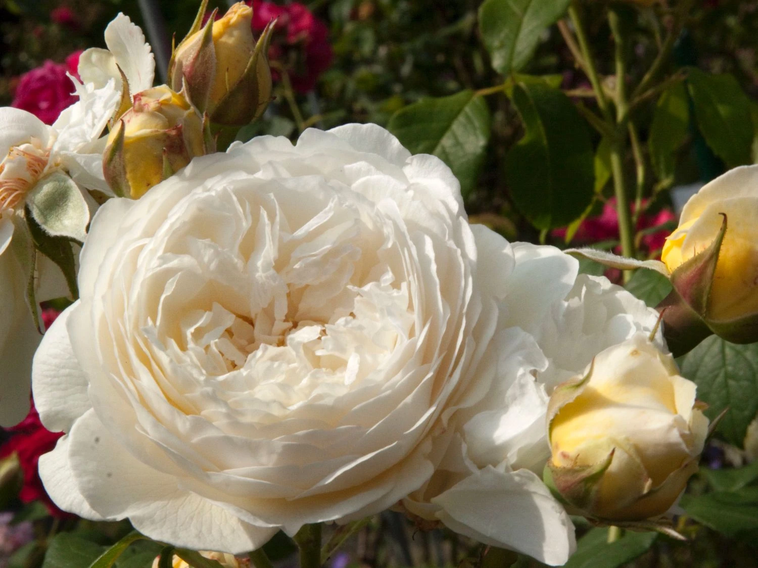 Englische Rose 'Claire Austin' 3 Englische Rose 'Claire Austin' – Bild 3