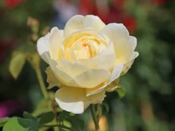 Englische Rose 'Claire Austin' 16 Englische Rose 'Claire Austin' -Deutschland Garten Funk Verkaufs-Shop englische rose claire austin m052728 w 4