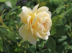 Englische Rose 'Claire Austin' 18 Englische Rose 'Claire Austin' -Deutschland Garten Funk Verkaufs-Shop englische rose claire austin m052728 w 5