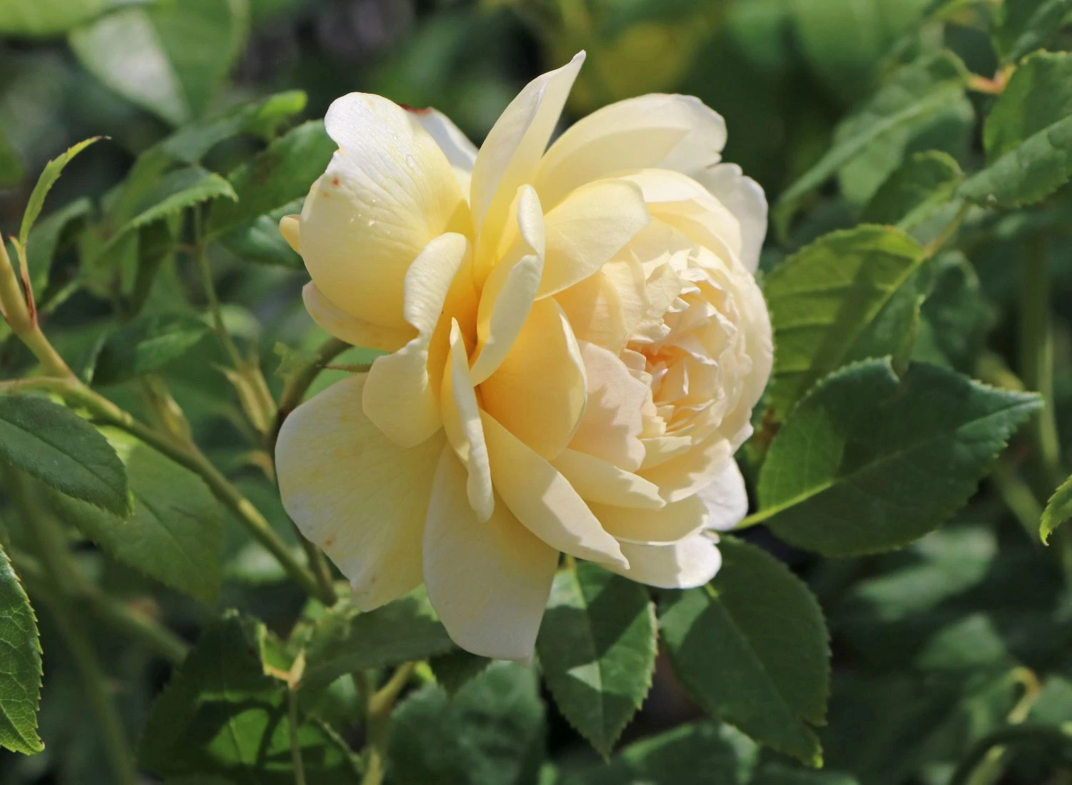 Englische Rose 'Claire Austin' 8 Englische Rose 'Claire Austin' – Bild 8