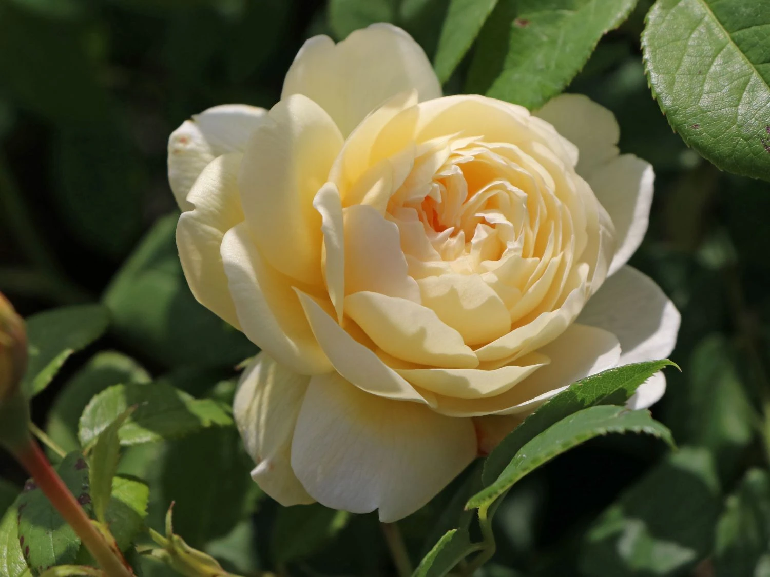 Englische Rose 'Claire Austin' 4 Englische Rose 'Claire Austin' – Bild 4