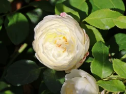 Englische Rose 'Claire Austin' 15 Englische Rose 'Claire Austin' -Deutschland Garten Funk Verkaufs-Shop englische rose claire austin m052728 w 7