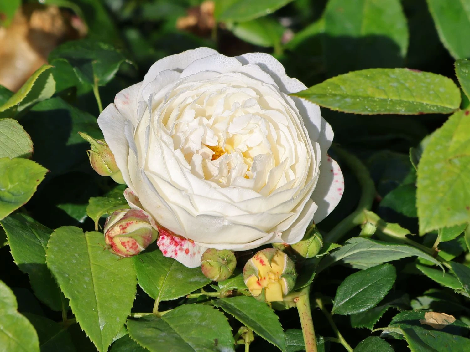 Englische Rose 'Claire Austin' 2 Englische Rose 'Claire Austin' – Bild 2