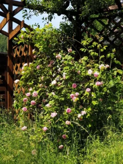 Englische Rose 'Constance Spry' -Deutschland Garten Funk Verkaufs-Shop englische rose constance spry m002940 193676 0