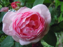 Englische Rose 'Constance Spry' -Deutschland Garten Funk Verkaufs-Shop englische rose constance spry m002940 772888 0 1