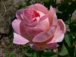 Englische Rose 'Constance Spry' -Deutschland Garten Funk Verkaufs-Shop englische rose constance spry m002940 772888 0