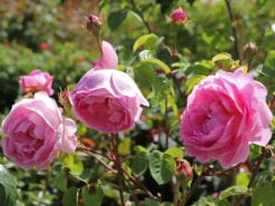 Deutschland Garten Funk Verkaufs-Shop 18 Englische Rose 'Constance Spry'