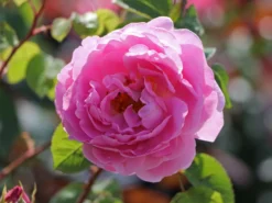 Englische Rose 'Constance Spry' -Deutschland Garten Funk Verkaufs-Shop englische rose constance spry m002940 w 0