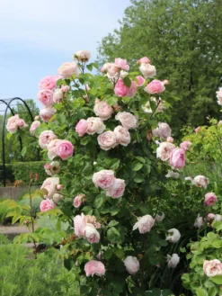 Englische Rose 'Constance Spry' -Deutschland Garten Funk Verkaufs-Shop englische rose constance spry m002940 w 1