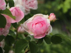 Englische Rose 'Constance Spry' -Deutschland Garten Funk Verkaufs-Shop englische rose constance spry m002940 w 2