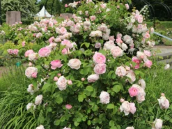 Englische Rose 'Constance Spry' -Deutschland Garten Funk Verkaufs-Shop englische rose constance spry m002940 w 3