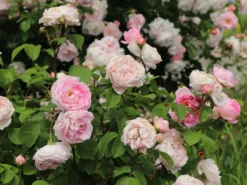 Englische Rose 'Constance Spry' -Deutschland Garten Funk Verkaufs-Shop englische rose constance spry m002940 w 4