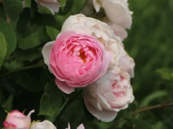 Englische Rose 'Constance Spry' -Deutschland Garten Funk Verkaufs-Shop englische rose constance spry m002940 w 5