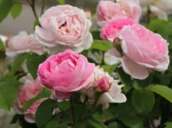 Deutschland Garten Funk Verkaufs-Shop -Deutschland Garten Funk Verkaufs-Shop englische rose constance spry m002940 w 6