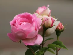 Englische Rose 'Constance Spry' -Deutschland Garten Funk Verkaufs-Shop englische rose constance spry m002940 w 7