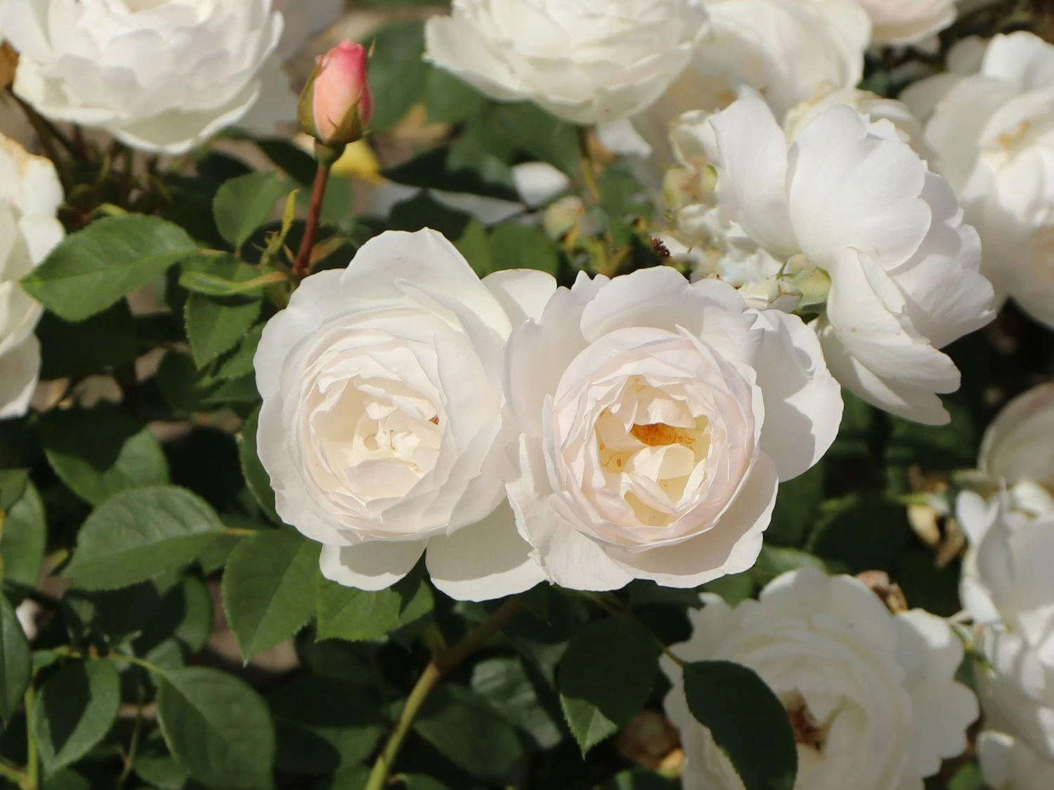 Englische Rose 'Desdemona' 1 Englische Rose 'Desdemona'