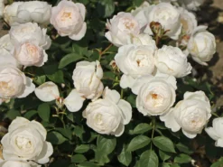 Englische Rose 'Desdemona' 9 Englische Rose 'Desdemona' -Deutschland Garten Funk Verkaufs-Shop englische rose desdemona m122322 w 0