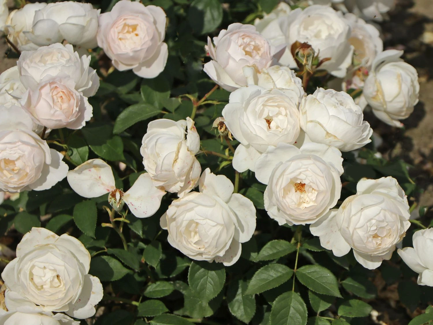 Englische Rose 'Desdemona' 4 Englische Rose 'Desdemona' – Bild 4