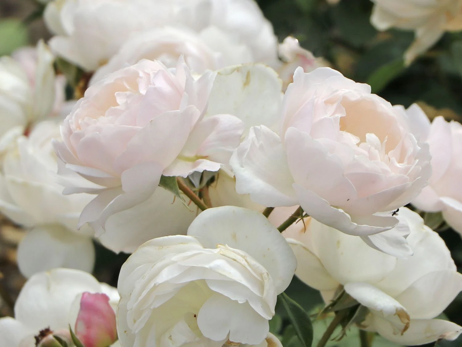 Englische Rose 'Desdemona' 6 Englische Rose 'Desdemona' – Bild 6