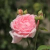 Englische Rose 'Eglantyne' ®