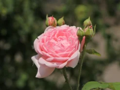 Englische Rose 'Eglantyne' ®