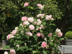 Englische Rose 'Eglantyne' ® 10 Englische Rose 'Eglantyne' ® -Deutschland Garten Funk Verkaufs-Shop englische rose eglantyne m009426 w 0 1