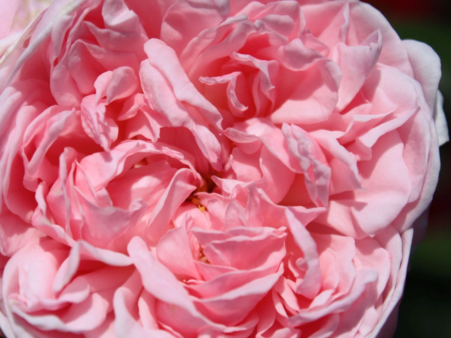 Englische Rose 'Eglantyne' ® 2 Englische Rose 'Eglantyne' ® – Bild 2