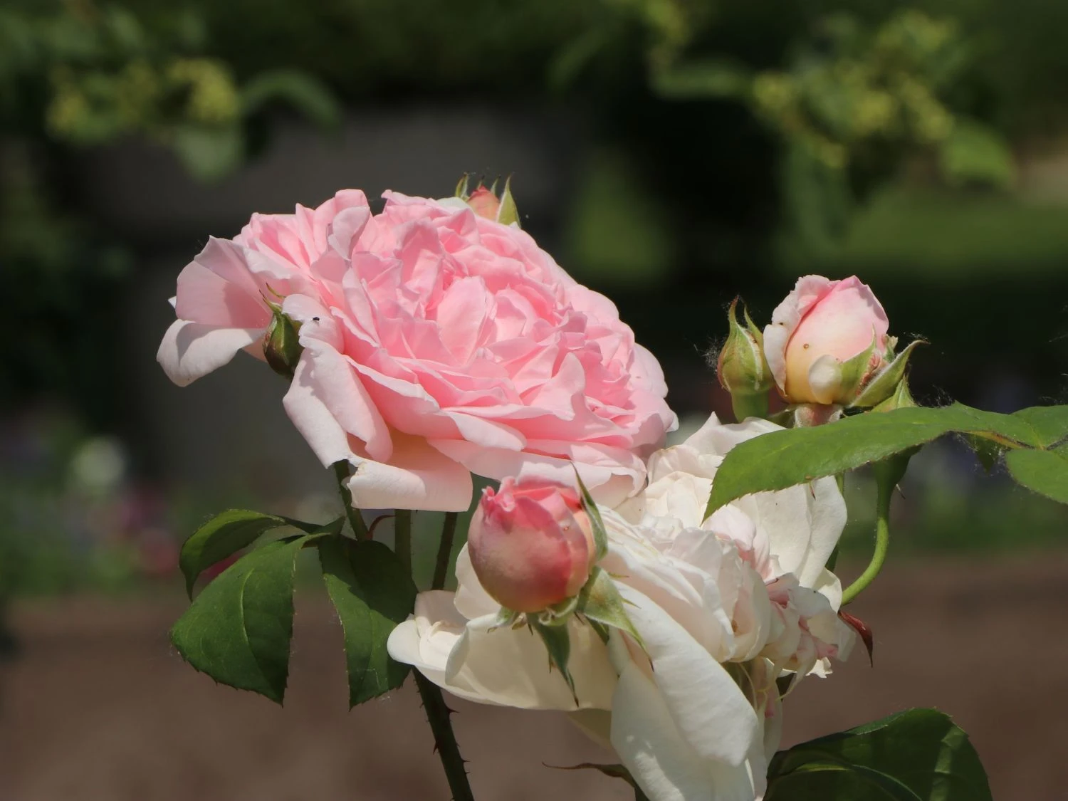 Englische Rose 'Eglantyne' ® 5 Englische Rose 'Eglantyne' ® – Bild 5