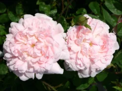 Englische Rose 'Eglantyne' ® 13 Englische Rose 'Eglantyne' ® -Deutschland Garten Funk Verkaufs-Shop englische rose eglantyne m009426 w 2 1