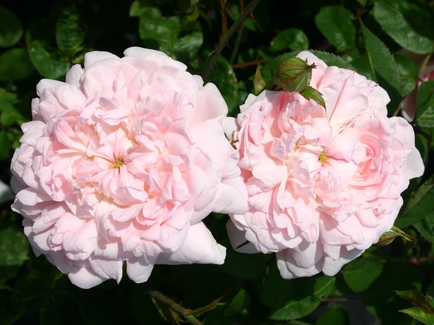 Englische Rose 'Eglantyne' ® 7 Englische Rose 'Eglantyne' ® – Bild 7