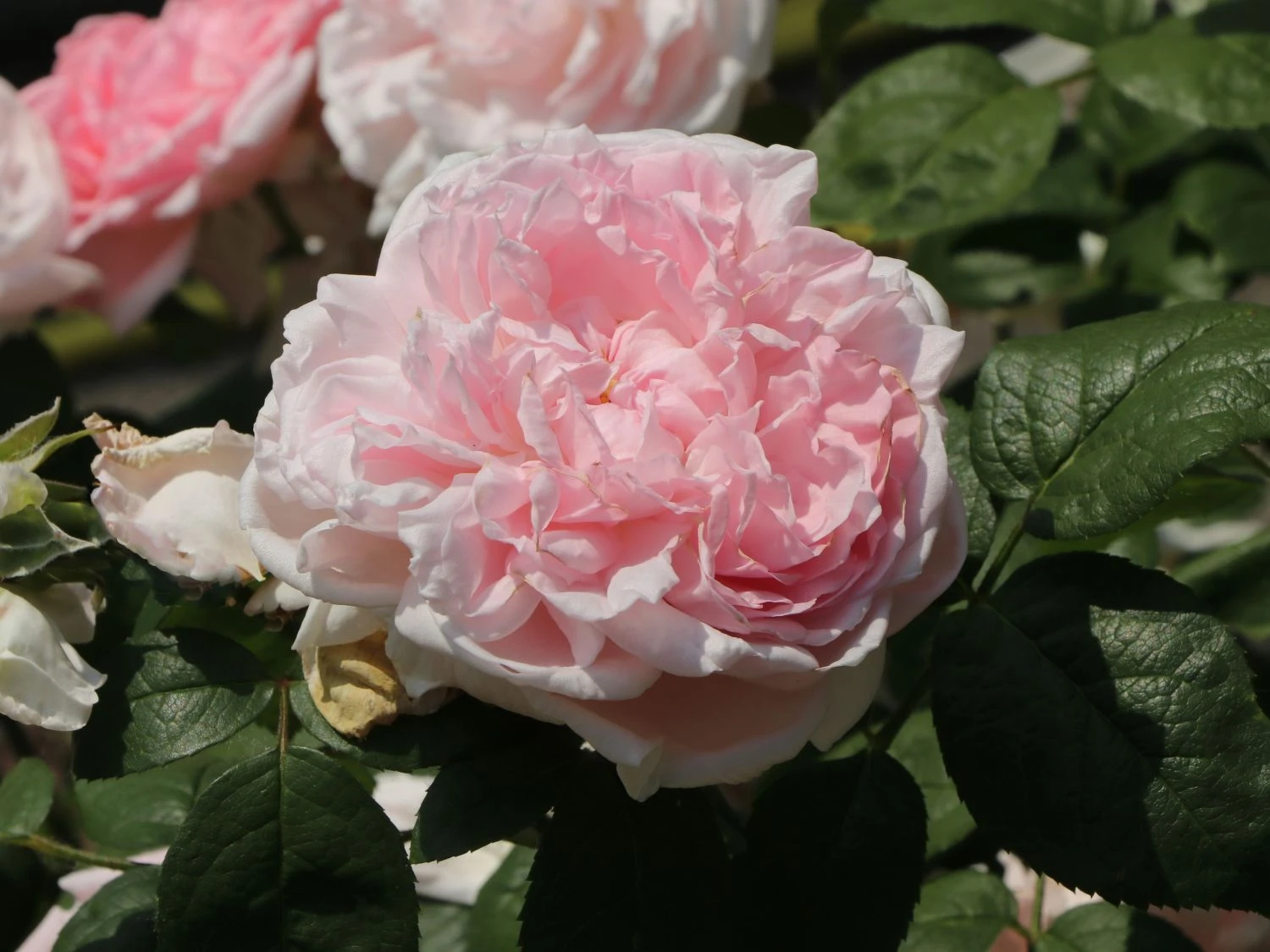 Englische Rose 'Eglantyne' ® 3 Englische Rose 'Eglantyne' ® – Bild 3