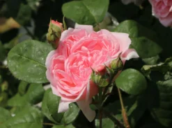 Englische Rose 'Eglantyne' ® 12 Englische Rose 'Eglantyne' ® -Deutschland Garten Funk Verkaufs-Shop englische rose eglantyne m009426 w 3