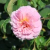 Englische Rose 'Eustacia Vye'