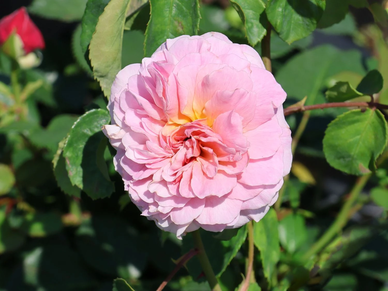 Englische Rose 'Eustacia Vye' 1 Englische Rose 'Eustacia Vye'