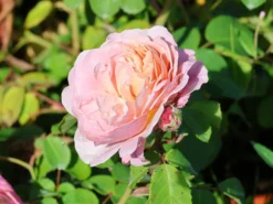 Englische Rose 'Eustacia Vye' 6 Englische Rose 'Eustacia Vye' -Deutschland Garten Funk Verkaufs-Shop englische rose eustacia vye m123961 w 0